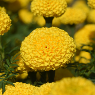 KY-1 Yellow Marigold From Known You Seed (India) (1)